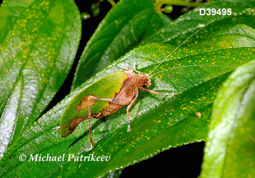 Deadleaf Katydid (Pycnopalpa bicordata)